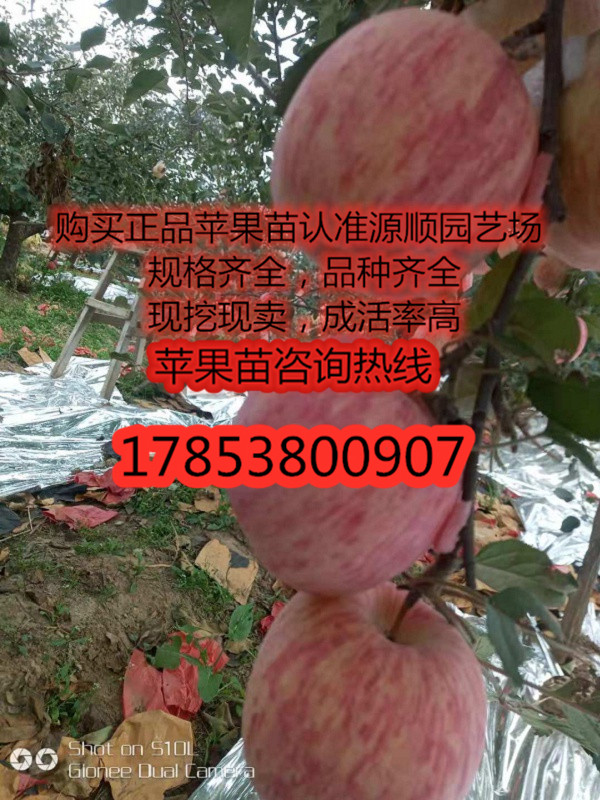 購買條紋紅蘋果苗價(jià)格及基地