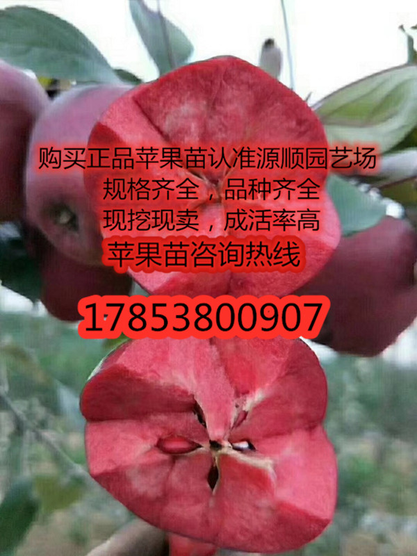 新品種瑞雪蘋果苗價(jià)格