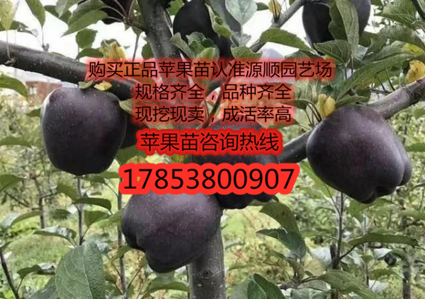 紅肉蘋果苗價格及基地