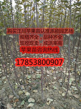 新品种黑钻苹果苗几块钱一颗图片