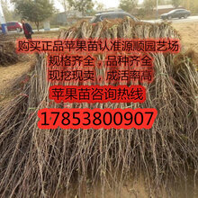 今年红色之爱苹果苗价格及基地图片
