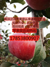 维纳斯黄金苹果苗几块钱图片