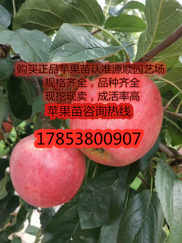 購買瑞雪蘋果苗價格