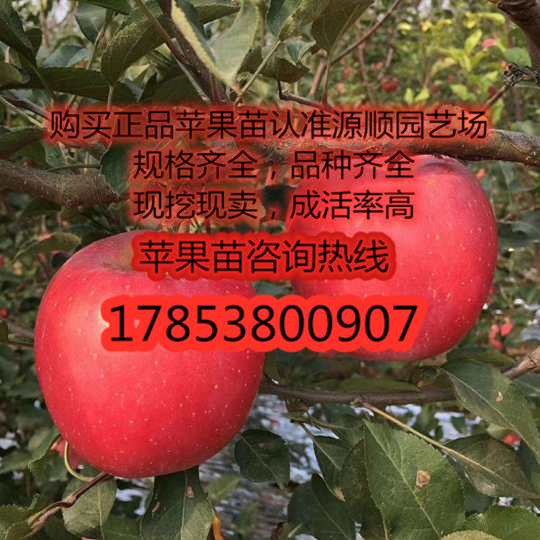 購買蘋果苗價(jià)格
