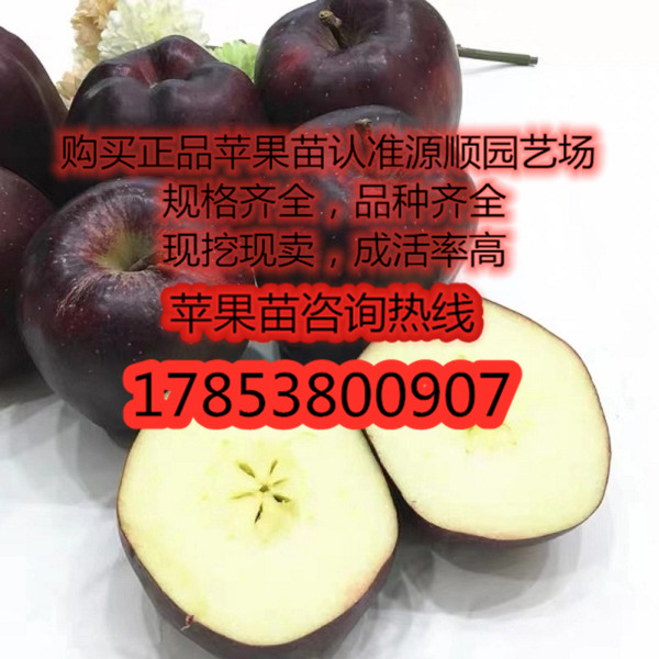 新品種瑞雪蘋果苗價(jià)格