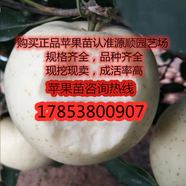 今年黑钻苹果苗新品种价格