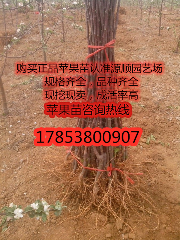 今年紅色之愛蘋果苗價格規(guī)格介紹