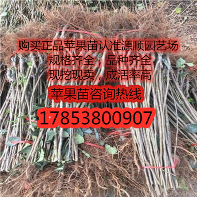 矮化紅寶石甜蘋果苗價(jià)格