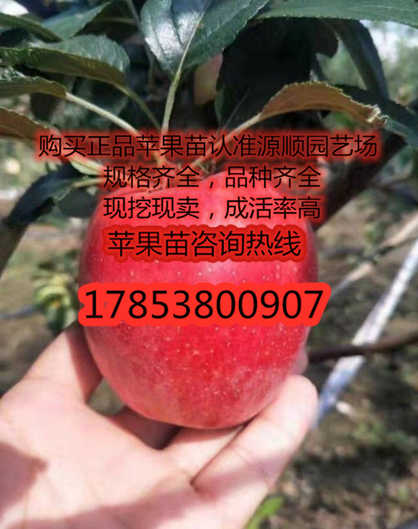 購買蘋果苗價(jià)格