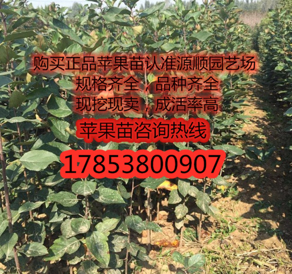 矮化紅寶石甜蘋果苗價(jià)格