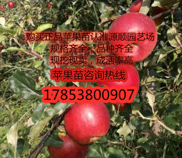 矮化紅寶石甜蘋果苗價(jià)格
