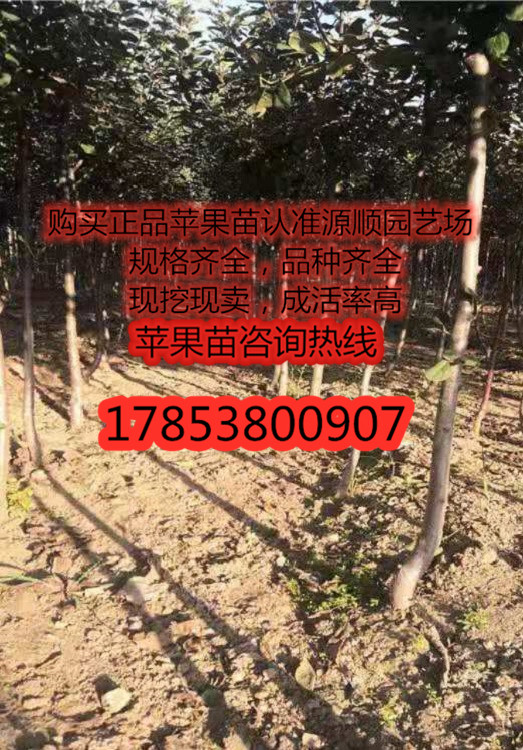 今年黑钻苹果苗新品种价格