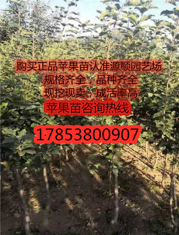 今年黑钻苹果苗新品种价格