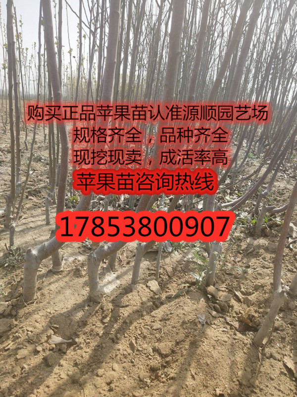 購買條紋紅蘋果苗價(jià)格及基地