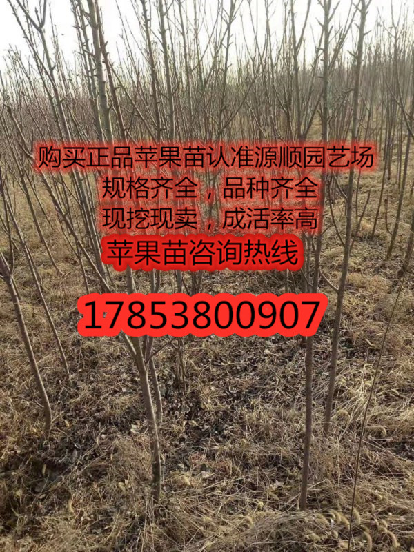 新品種瑞雪蘋果苗價(jià)格