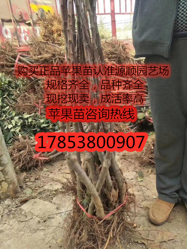 今年紅色之愛蘋果苗價格規(guī)格介紹