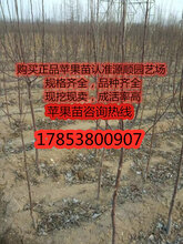 红肉苹果苗几块钱一颗图片