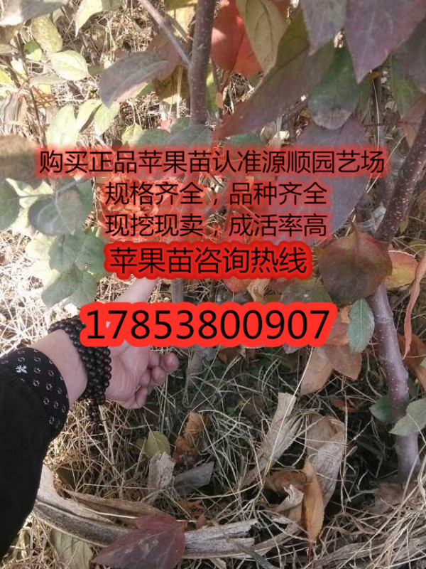 矮化紅寶石甜蘋果苗價(jià)格