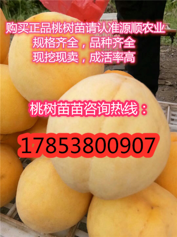 新品種紫葉冬桃桃樹苗批(pi)發價(jia)格(ge)