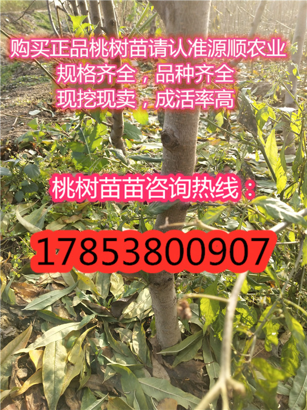 黃金蜜0號(hào)價(jià)格及基地黃金蜜0號(hào)價(jià)格及基地