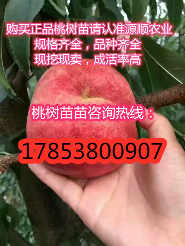 新品種紫葉冬桃桃樹苗批(pi)發價(jia)格(ge)
