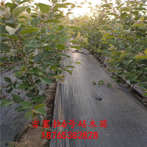 吉塞拉6號扦插苗供應(yīng)價格圖文介紹