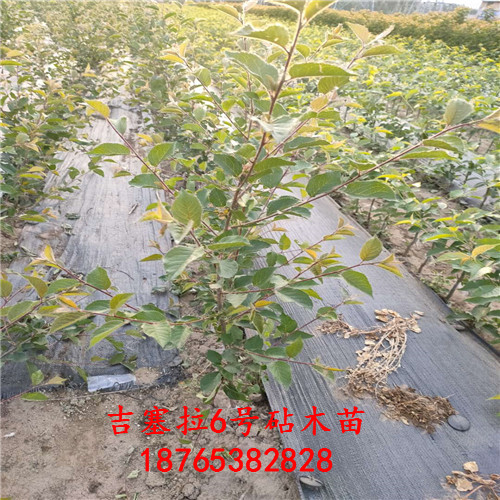 吉塞拉12號實(shí)生苗科學(xué)化育苗基地經(jīng)營方針