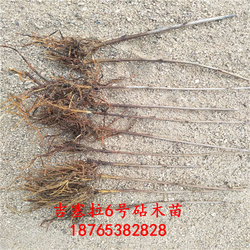 吉塞拉扦插苗科學(xué)化育苗基地泰安昇發(fā)園藝場