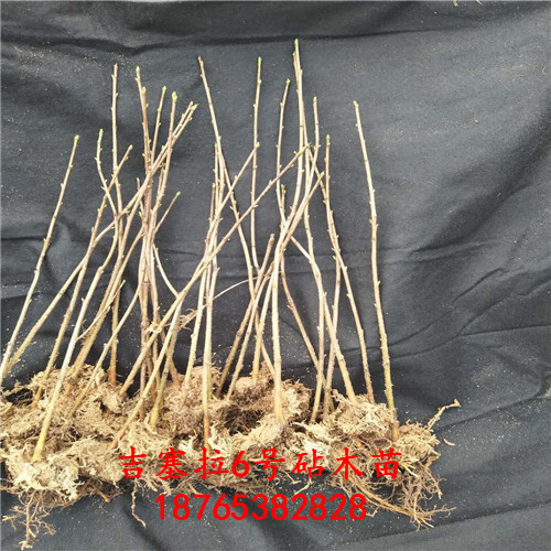 吉塞拉組培苗種植立地條件圖文介紹