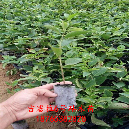 吉塞拉扦插苗科學(xué)化育苗基地泰安昇發(fā)園藝場