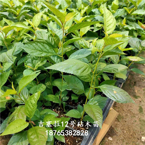 吉塞拉扦插苗科學(xué)化育苗基地泰安昇發(fā)園藝場
