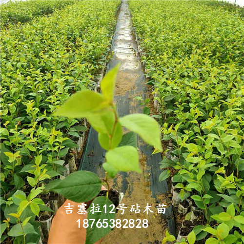 吉塞拉12號實(shí)生苗科學(xué)化育苗基地經(jīng)營方針