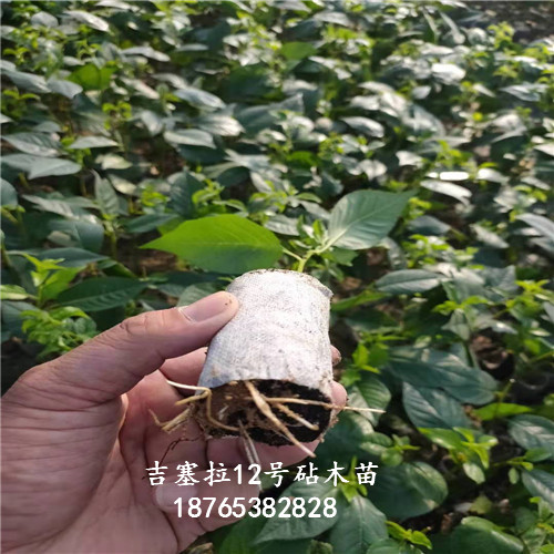 吉塞拉組培苗種植立地條件圖文介紹