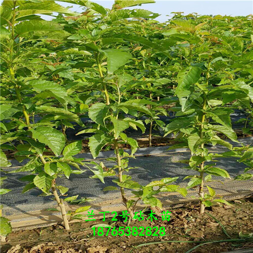 蘭丁2號技術(shù)指導種植技術(shù)