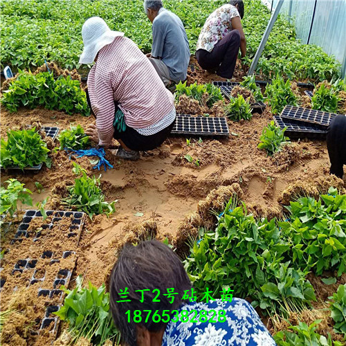 兰丁2号实生苗技术支持种植基地