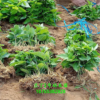 蘭丁2號實生苗售后支持處