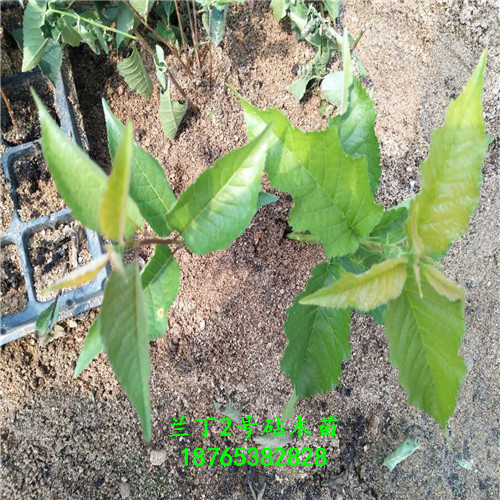 蘭丁2號實(shí)生苗技術(shù)支持種植技術(shù)