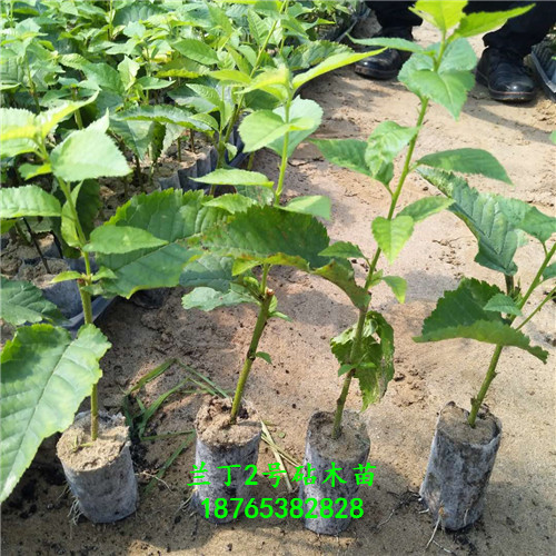 蘭丁2號砧木苗售后支持處