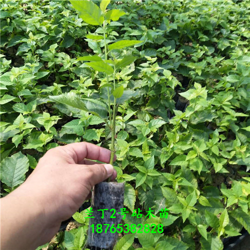 蘭丁2號實生苗技術(shù)指導支持處