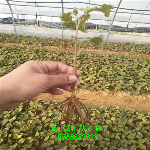 蘭丁2號小苗技術支持多少株一棵