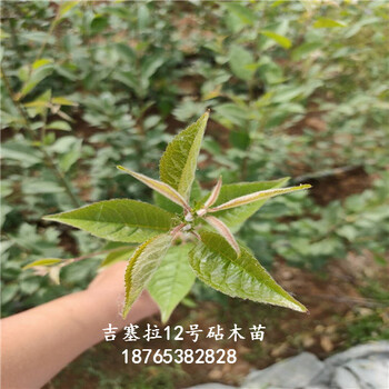 吉塞拉12号砧木苗服务三农栽植多久嫁接