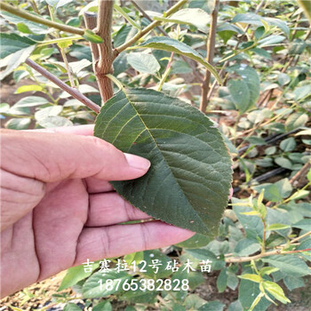 吉塞拉12号服务三农反季节栽植技术