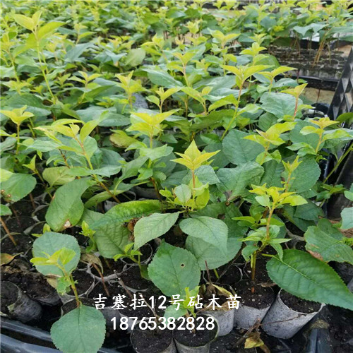 吉塞拉12號扦插苗用心育種適應什么的土地