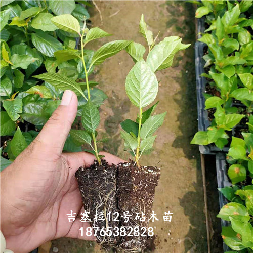 吉塞拉12号组培苗优选苗栽植多久嫁接