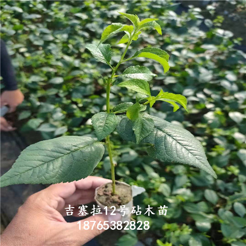 吉塞拉12号组培苗优选苗栽植多久嫁接