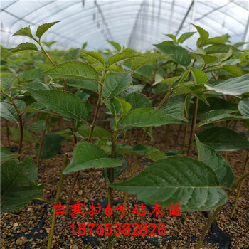 吉塞拉6號(hào)扦插苗泰安昇發(fā)園藝場(chǎng)科學(xué)化育苗基地