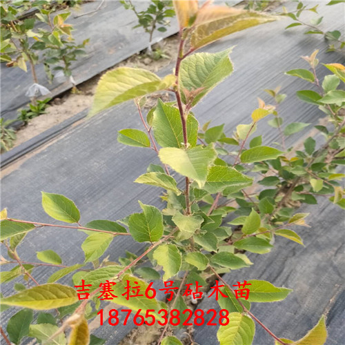 吉塞拉櫻桃砧木苗泰安昇發(fā)園藝場種植立地條件
