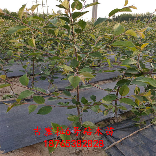 吉塞拉6號實生苗經(jīng)營方針繁育種植技術(shù)