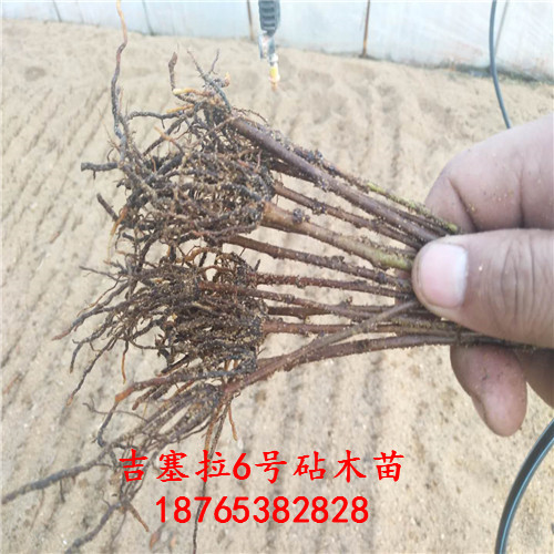 吉塞拉6號實生苗圖文介紹種植立地條件
