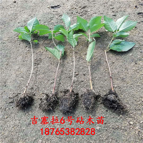 吉塞拉6號實生苗經(jīng)營方針繁育種植技術(shù)